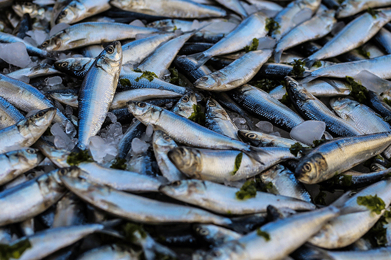 a pile of fish on ice
