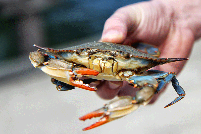 a hand holding a blue crab