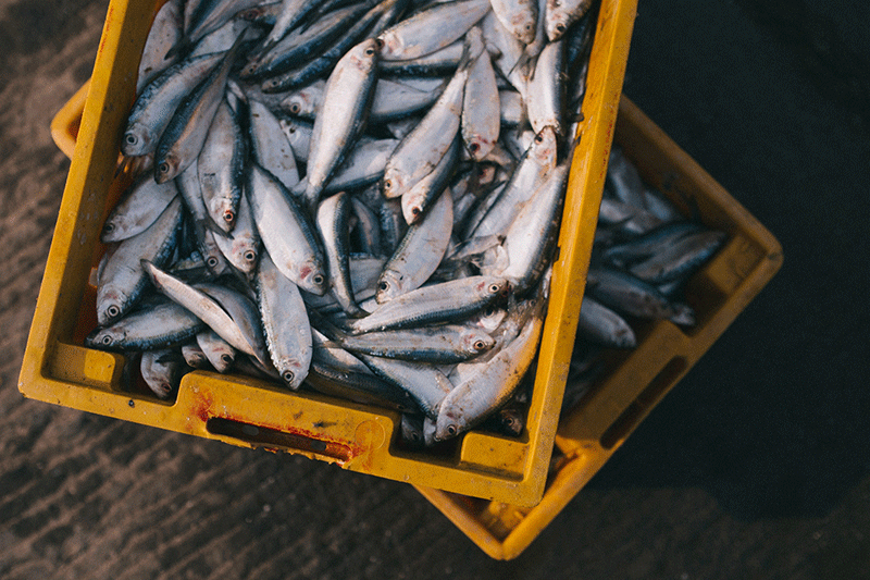 a yellow bin full of fish
